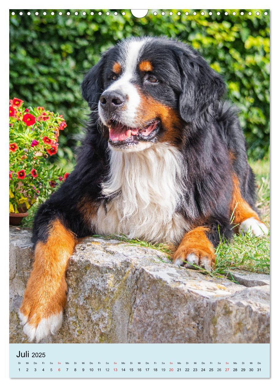 Bild: 9783435960651 | Berner Sennenhund - stark , schön und liebenswert (Wandkalender...