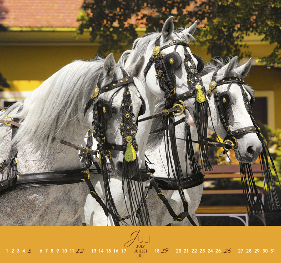 Bild: 9783964120625 | Fascination 2024, m. 1 Beilage | Arabische Pferde | Gabriele Boiselle