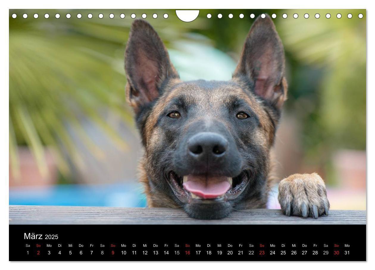 Bild: 9783435643554 | Belgischer Schäferhund - Der Malinois (Wandkalender 2025 DIN A4...