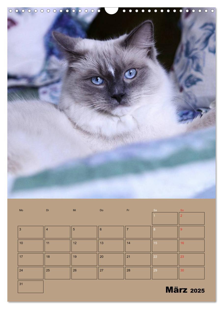 Bild: 9783457012895 | Ragdolls zum Verlieben (Wandkalender 2025 DIN A3 hoch), CALVENDO...