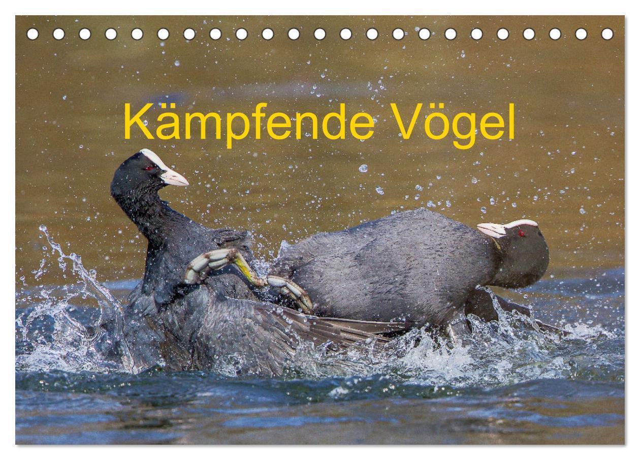 Cover: 9783675711648 | Kämpfende Vögel (Tischkalender 2024 DIN A5 quer), CALVENDO...