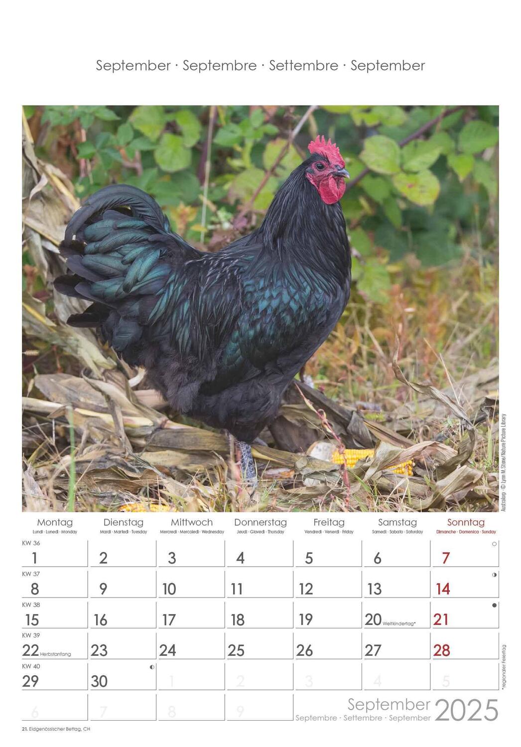 Bild: 4251732344351 | Hühner 2025 - Bildkalender 23,7x34 cm - Kalender mit Platz für...