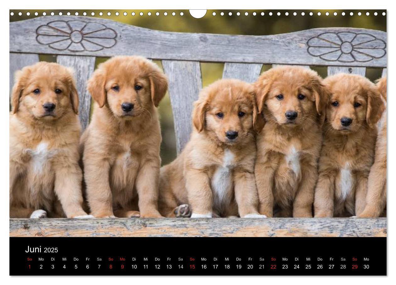 Bild: 9783435629213 | Toller - Nova Scotia Duck Tolling Retriever (Wandkalender 2025 DIN...