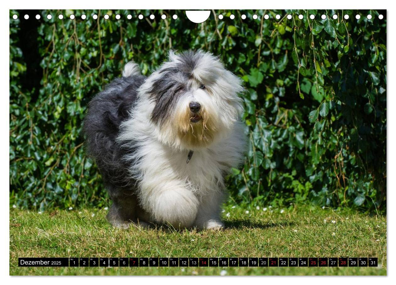 Bild: 9783435571901 | Traumhund Bobtail (Wandkalender 2025 DIN A4 quer), CALVENDO...