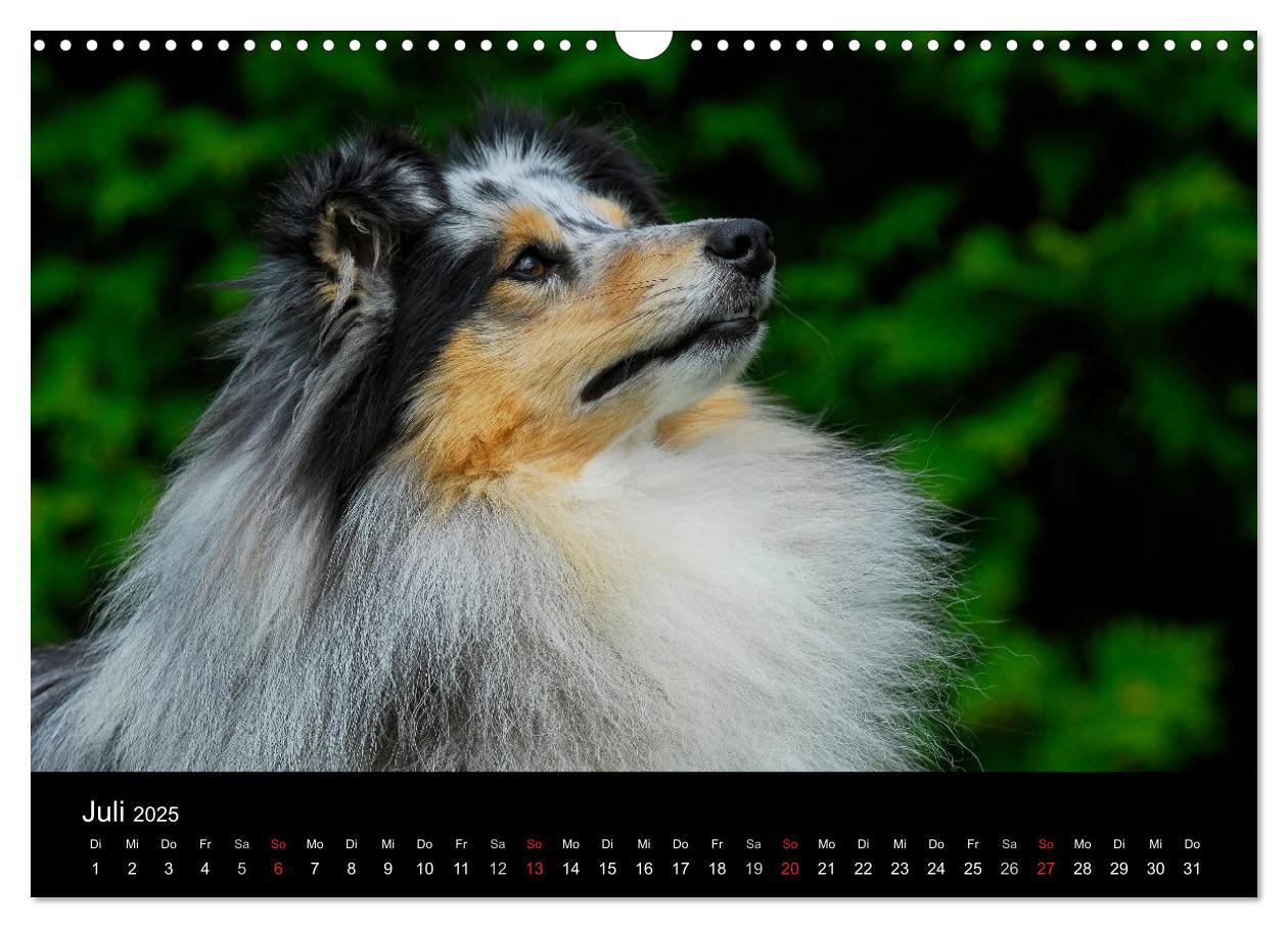 Bild: 9783435768226 | Sheltie 2025 (Wandkalender 2025 DIN A3 quer), CALVENDO Monatskalender