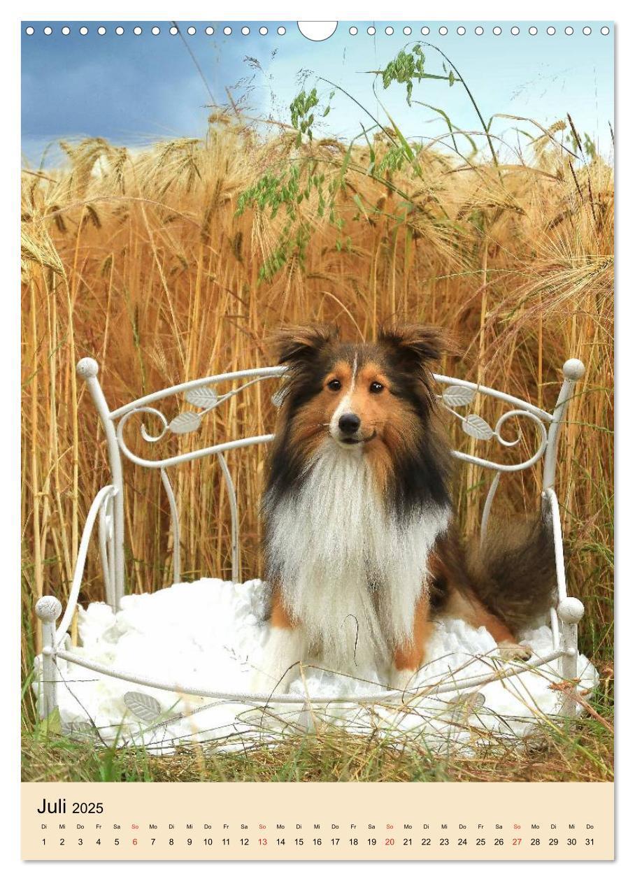 Bild: 9783457040836 | Mit Shelties durchs Jahr (Wandkalender 2025 DIN A3 hoch), CALVENDO...