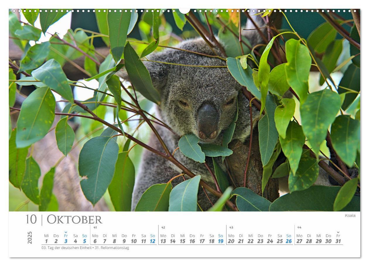 Bild: 9783383798726 | Australien - Highlights Ostküste (hochwertiger Premium Wandkalender...