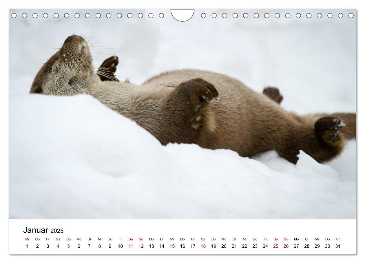 Bild: 9783435380053 | Otter - Jäger an Flüssen und Seen (Wandkalender 2025 DIN A4 quer),...