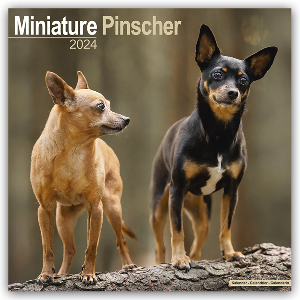 Cover: 9781804600702 | Miniature Pinscher - Zwergpinscher 2024 - 16-Monatskalender | Ltd