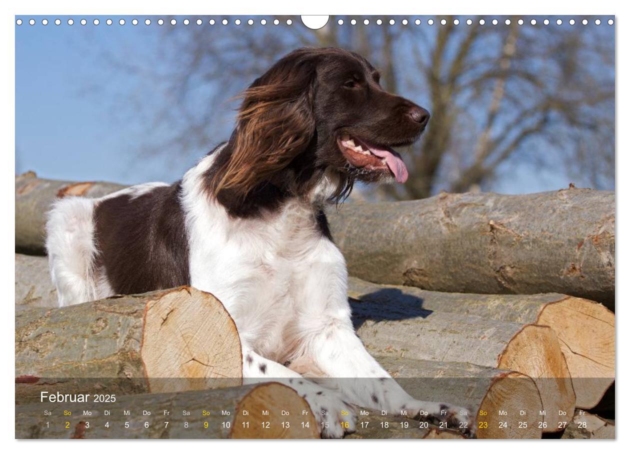 Bild: 9783435632633 | Kleiner Münsterländer Vorstehhund (Wandkalender 2025 DIN A3 quer),...