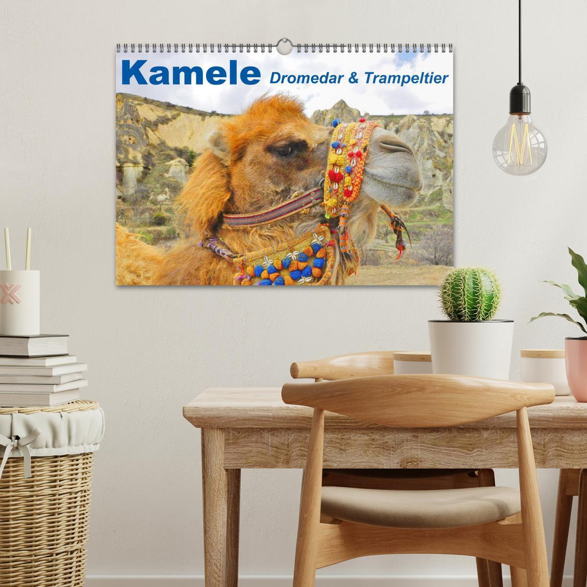 Bild: 9783435739486 | Kamele ¿ Dromedar &amp; Trampeltier (Wandkalender 2025 DIN A3 quer),...