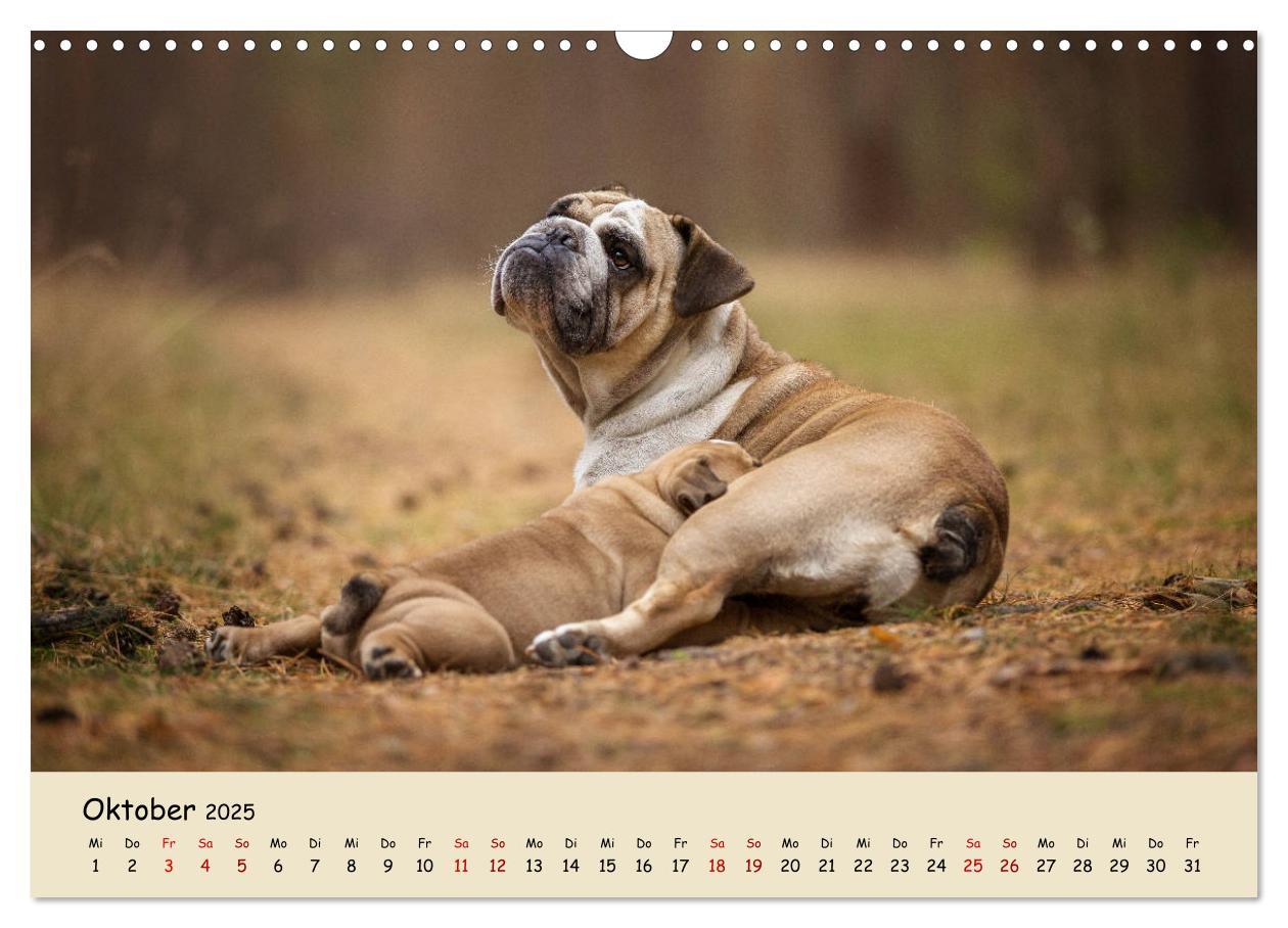 Bild: 9783435448050 | Englische Bulldoggen (Wandkalender 2025 DIN A3 quer), CALVENDO...