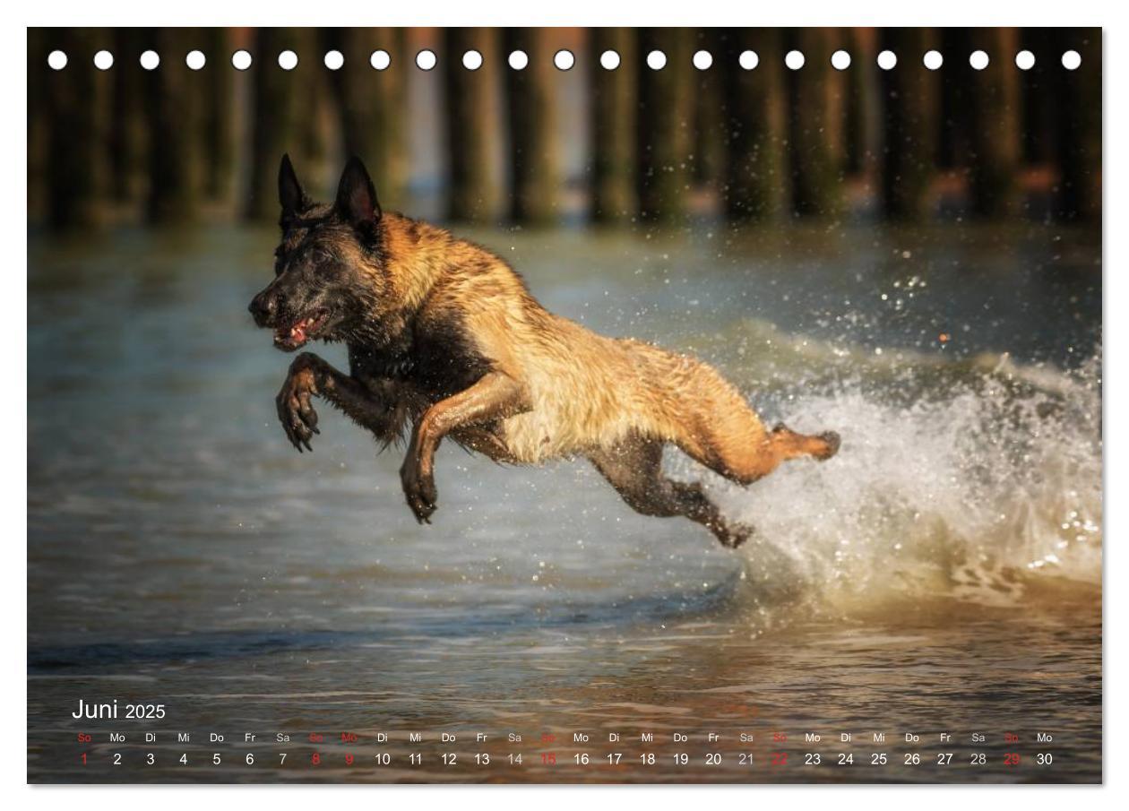 Bild: 9783435519262 | Malinois lieben Wasser (Tischkalender 2025 DIN A5 quer), CALVENDO...