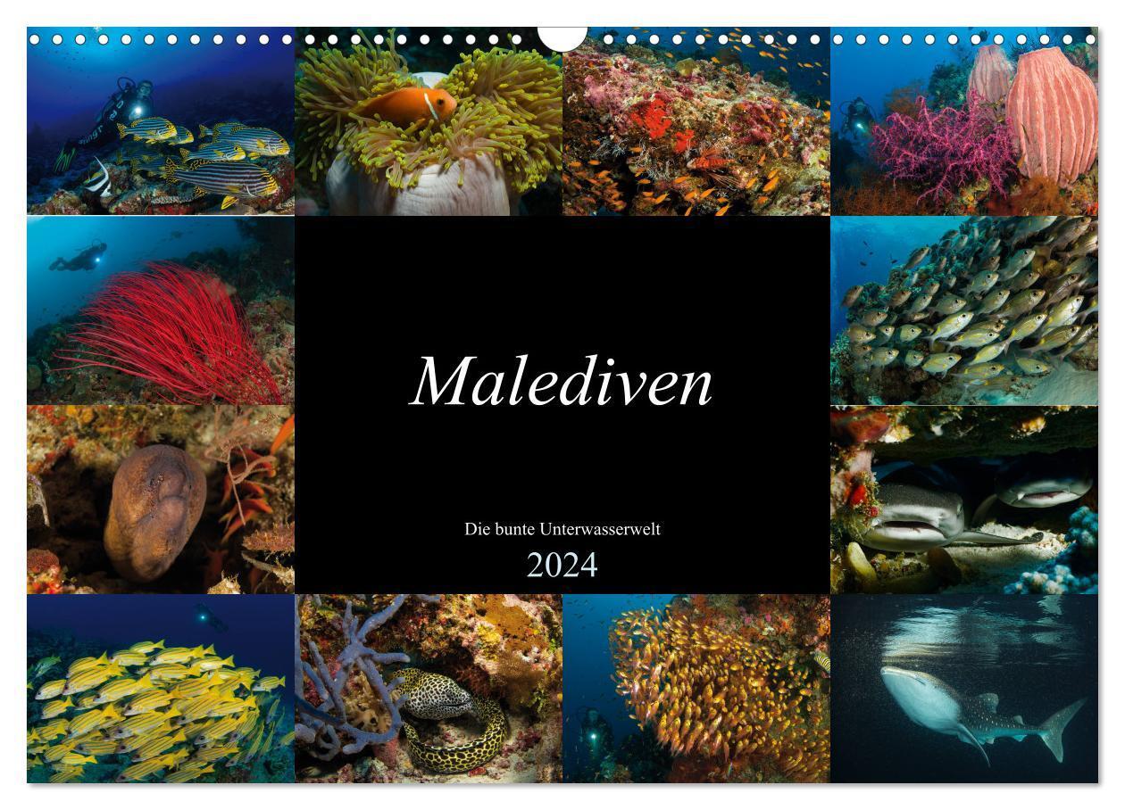 Cover: 9783675459021 | Malediven - Die bunte Unterwasserwelt (Wandkalender 2024 DIN A3...