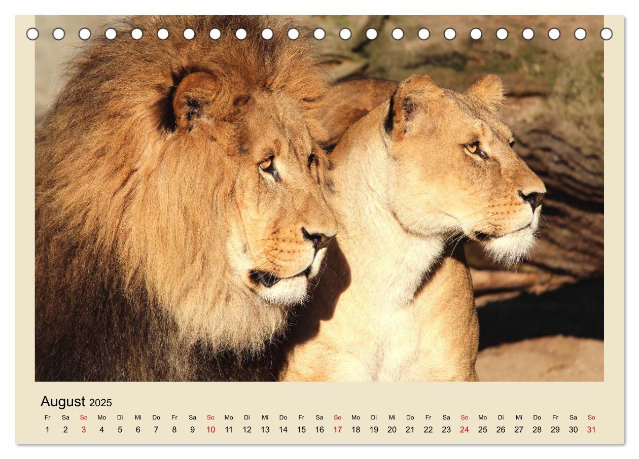 Bild: 9783435756759 | Löwen im Tierpark Hagenbeck (Tischkalender 2025 DIN A5 quer),...