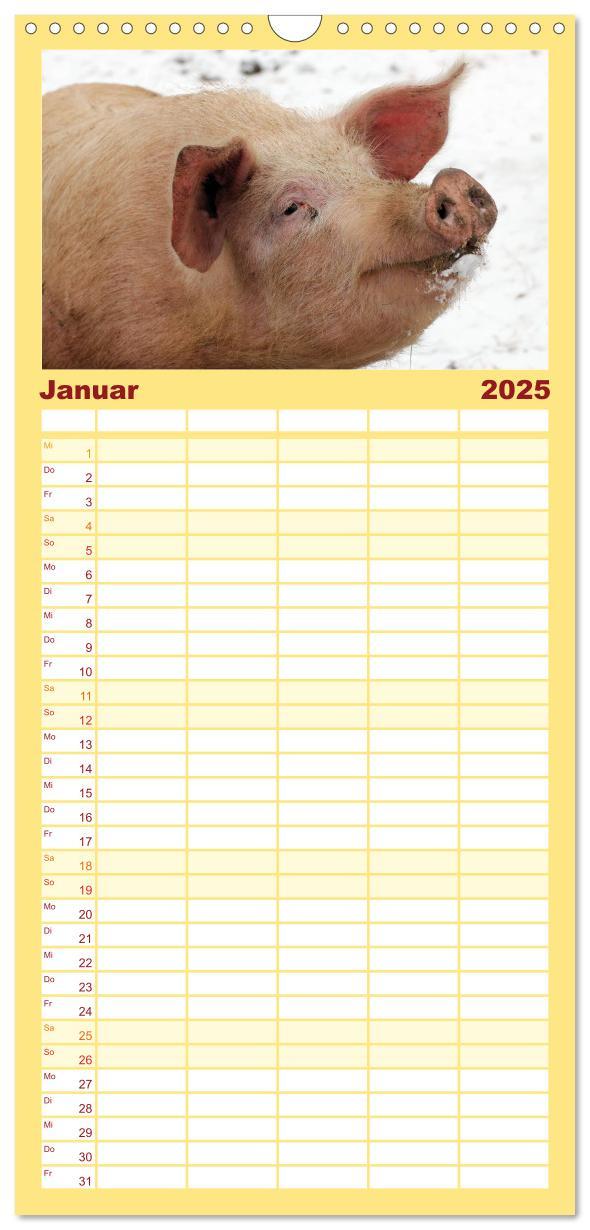 Bild: 9783457116715 | Familienplaner 2025 - Der Schweinekalender mit 5 Spalten...