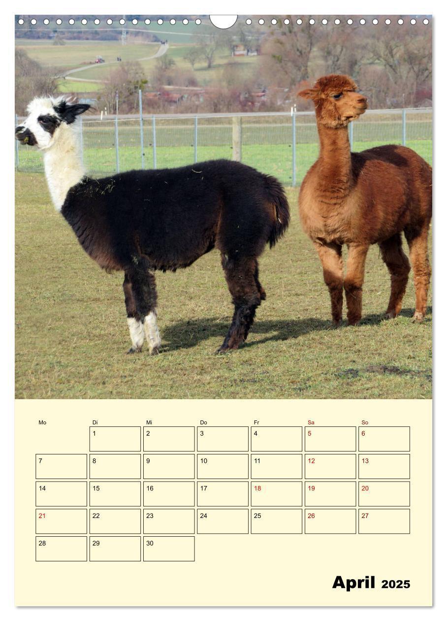 Bild: 9783435962372 | Alpakas erleben (Wandkalender 2025 DIN A3 hoch), CALVENDO...