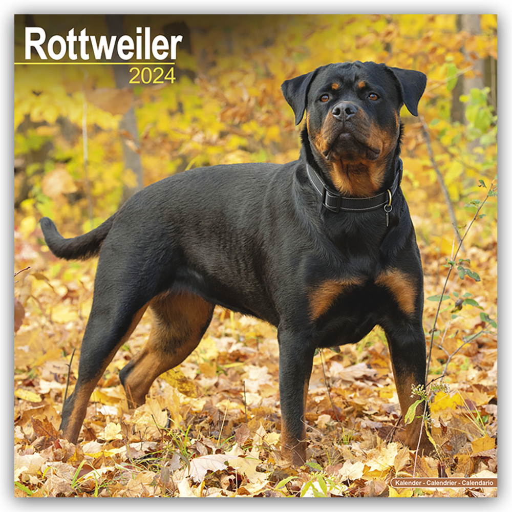 Cover: 9781804600849 | Rottweiler - Rottweiler 2024 - 16-Monatskalender | Ltd | Kalender