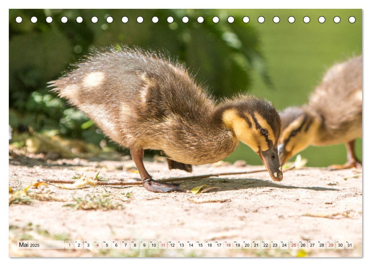 Bild: 9783435115358 | Wunderschöne Stockenten - Europäische Wasservögel (Tischkalender...