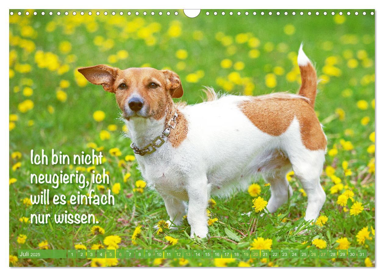 Bild: 9783457199794 | Jack Russell Terrier: flink und verspielt (Wandkalender 2025 DIN A3...