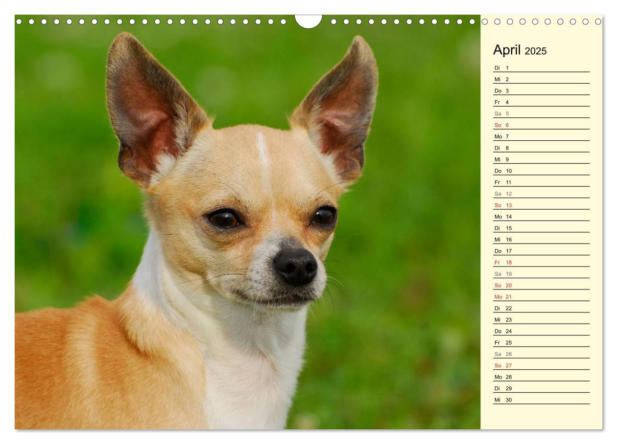 Bild: 9783435541157 | Chihuahua - Kleine Hunde ganz groß (Wandkalender 2025 DIN A3 quer),...