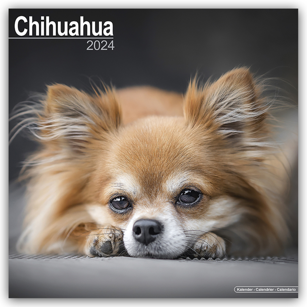Cover: 9781804600283 | Chihuahua 2024 - 16-Monatskalender | Avonside Publishing Ltd | 13 S.