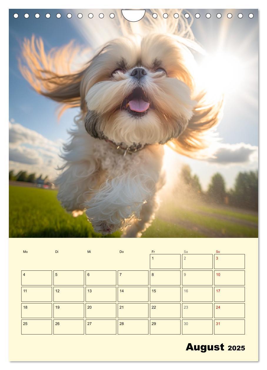 Bild: 9783435869749 | Shih Tzu Alarm. Glückliche Wuschelköpfe (Wandkalender 2025 DIN A4...