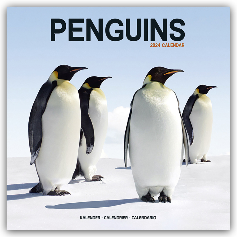 Cover: 9781804601501 | Penguins - Pinguine 2024 - 16-Monatskalender | Avonside Publishing Ltd