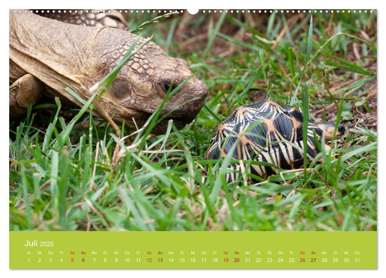 Bild: 9783435315055 | Meine Schildkröten (Wandkalender 2025 DIN A2 quer), CALVENDO...