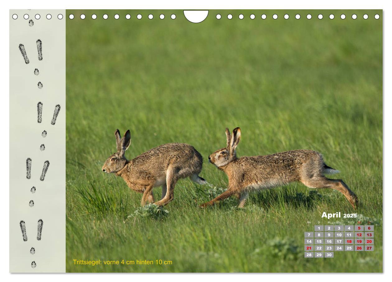 Bild: 9783435384198 | Tierspuren in der Natur (Wandkalender 2025 DIN A4 quer), CALVENDO...