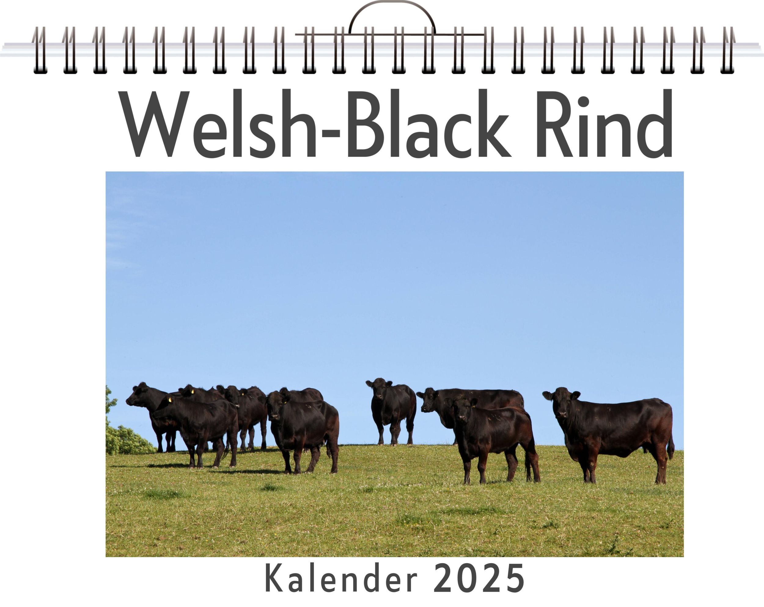 Cover: 9783759130990 | Welsh-Black Rind | Theo Braun | Kalender | Kalender | 14 S. | Deutsch