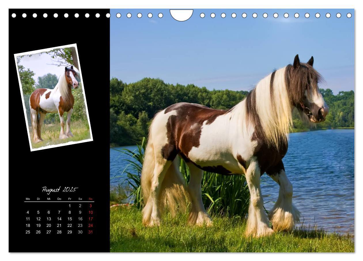 Bild: 9783435748112 | Irish Tinker (Wandkalender 2025 DIN A4 quer), CALVENDO Monatskalender