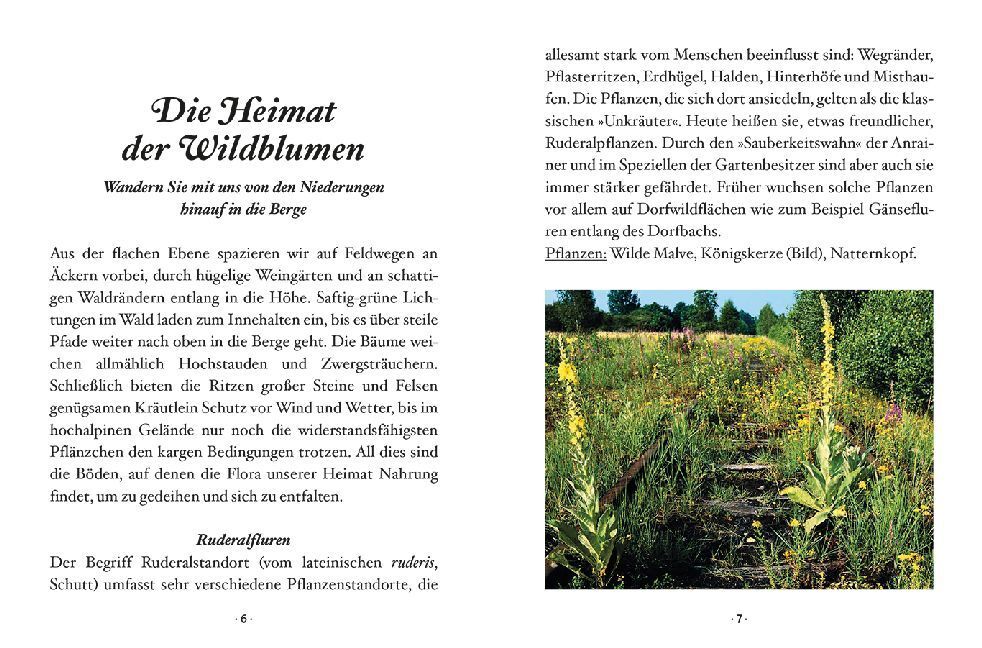 Bild: 9783710401756 | Das kleine Buch: Wildblumen auf Wiesen und Almen | Miriam Wiegele