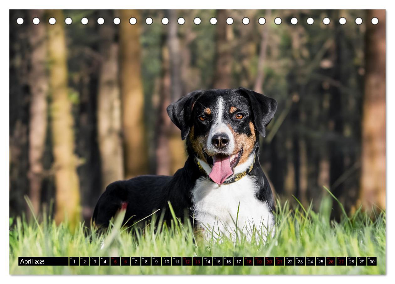 Bild: 9783383850127 | Appenzeller Sennenhunde - Fröhliche Kameraden (Tischkalender 2025...