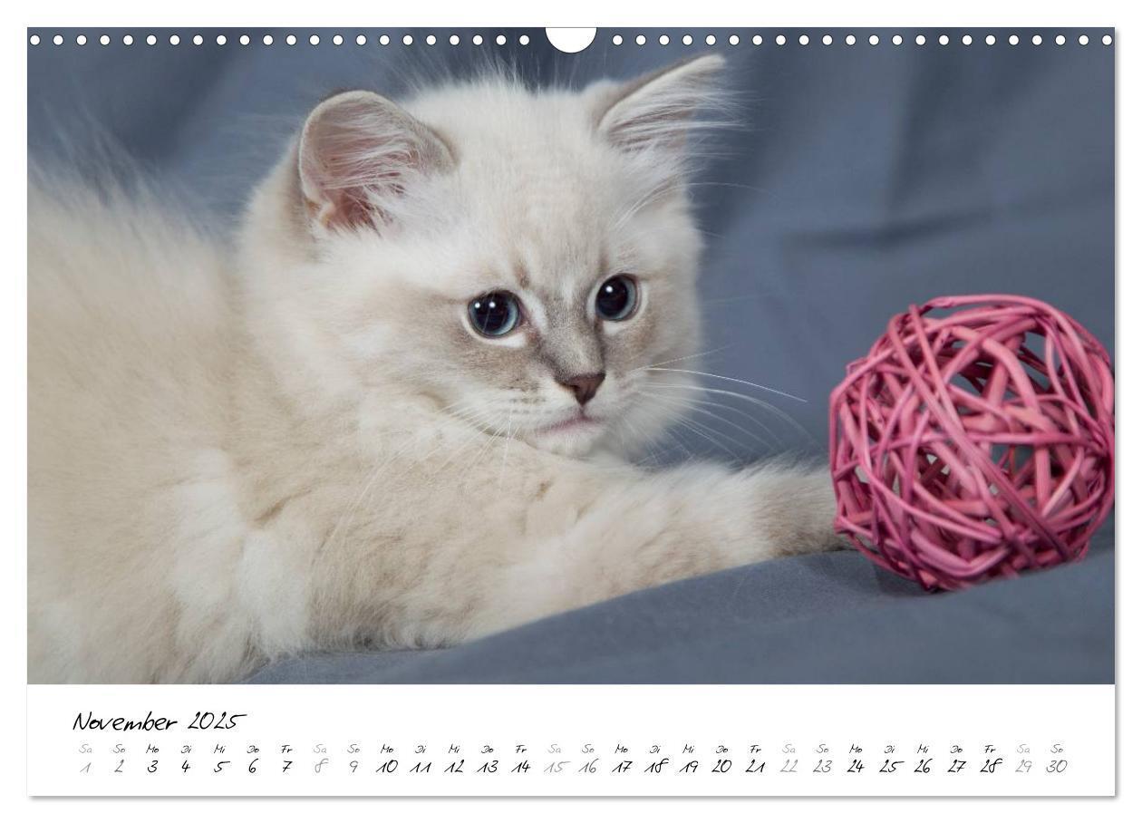 Bild: 9783435756094 | Ragdoll Kitten (Wandkalender 2025 DIN A3 quer), CALVENDO...