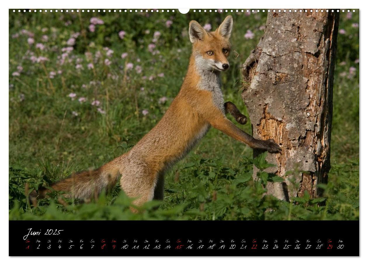 Bild: 9783435823307 | Rotfuchs - Impressionen (Wandkalender 2025 DIN A2 quer), CALVENDO...