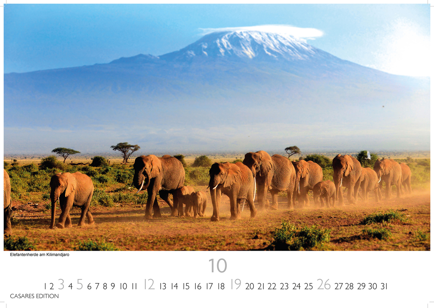 Bild: 9781835240519 | African Wildlife 2025 S 24x35 cm | Kalender | 14 S. | Deutsch | 2025