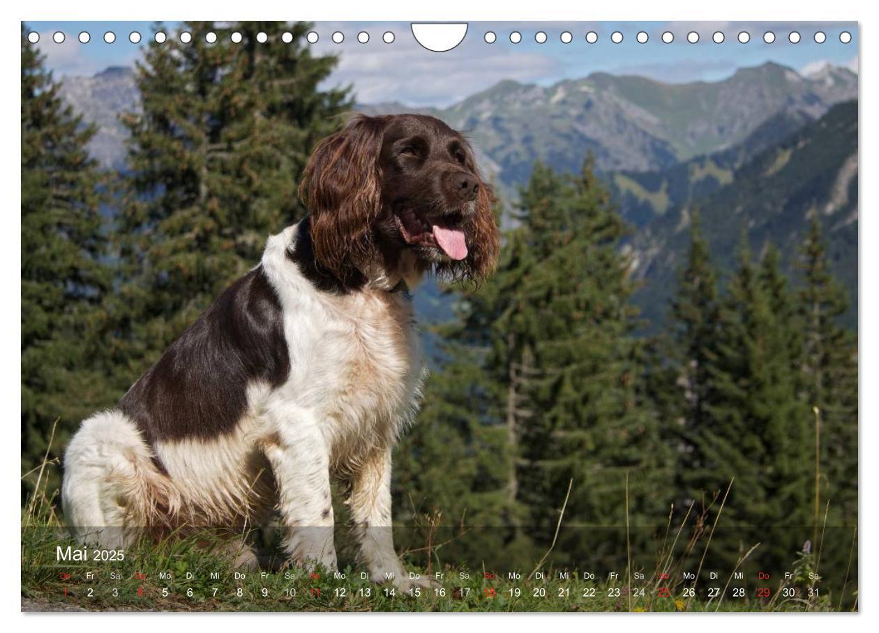 Bild: 9783435633081 | Kleiner Münsterländer Vorstehhund (Wandkalender 2025 DIN A4 quer),...