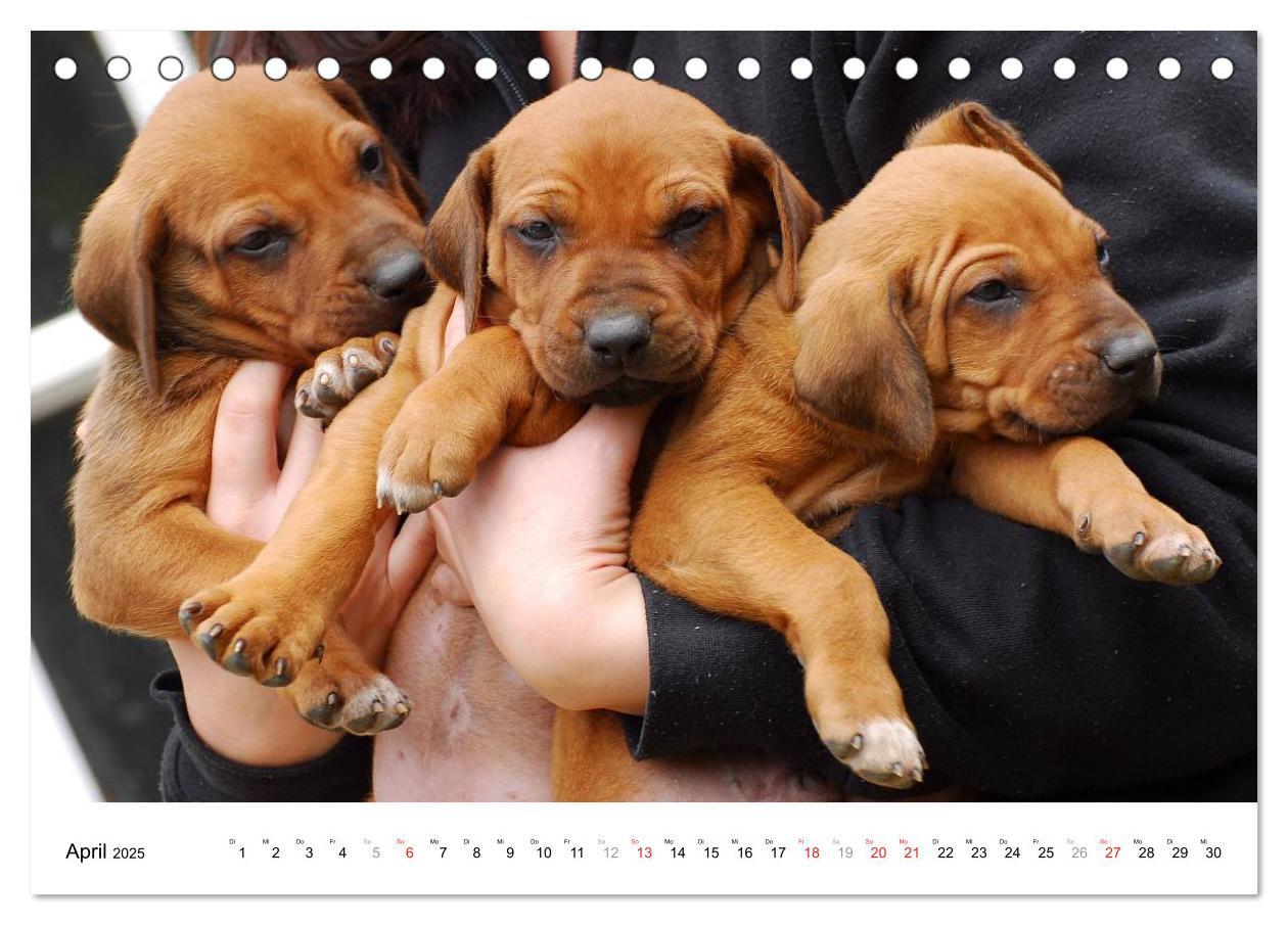 Bild: 9783435621583 | Rhodesian Ridgeback Welpen (Tischkalender 2025 DIN A5 quer),...