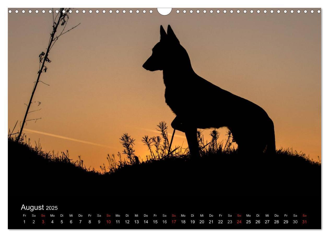 Bild: 9783435638697 | Belgische Schäferhunde - Der Malinois im Licht (Wandkalender 2025...