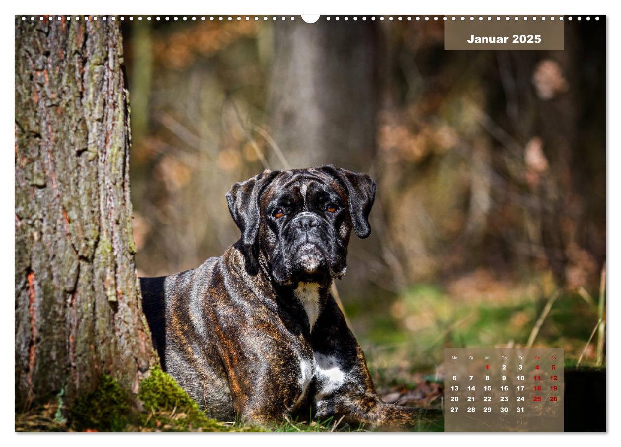 Bild: 9783435110452 | Boxer Frech und fröhlich durch das Jahr (Wandkalender 2025 DIN A2...