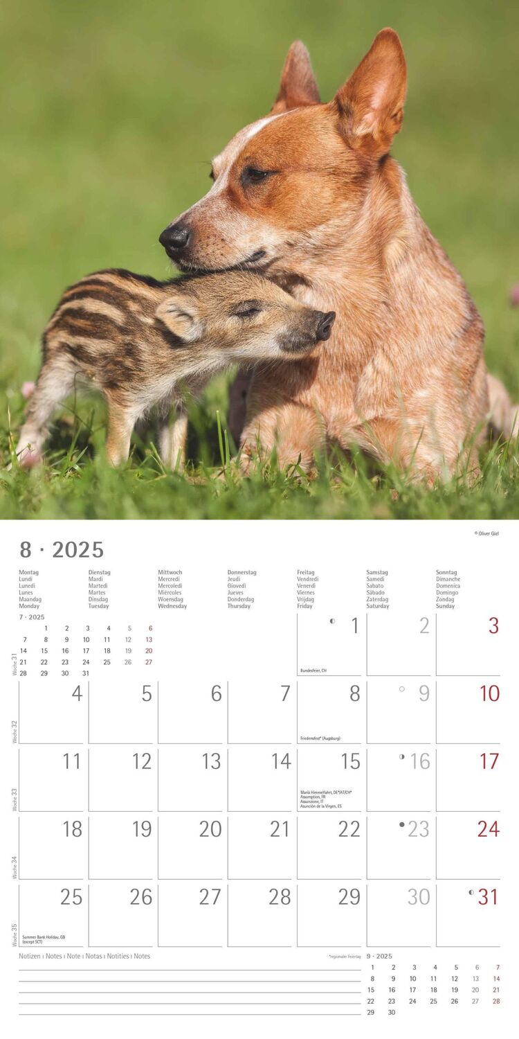 Bild: 4251732340780 | Tierfreundschaften 2025 - Broschürenkalender 30x30 cm (30x60...