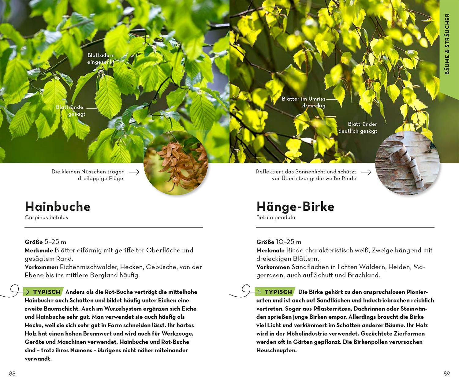 Bild: 9783440176849 | Basic Wald | Ute Wilhelmsen | Taschenbuch | Kosmos-Naturführer Basics