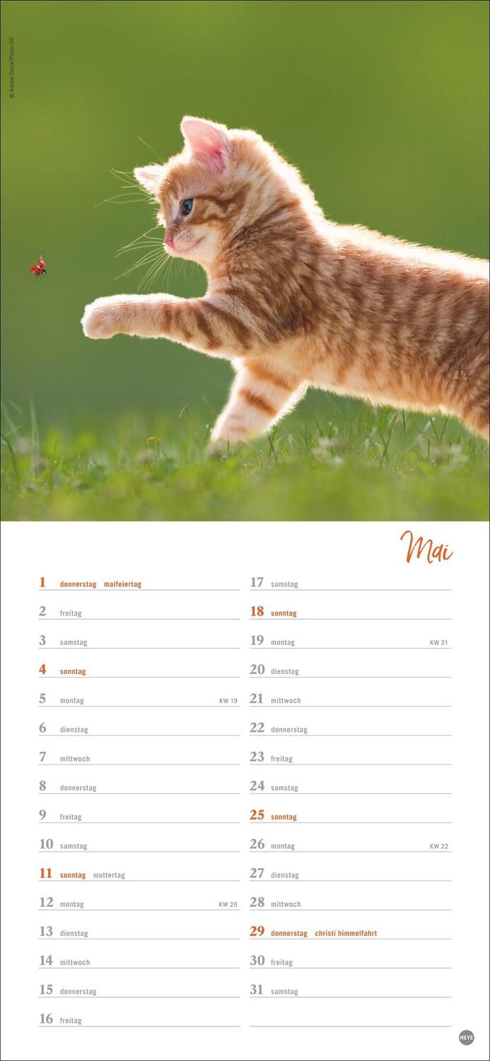 Bild: 9783756406159 | Katzen slim - Auf sanften Pfoten Kalender 2025 | Heye | Kalender