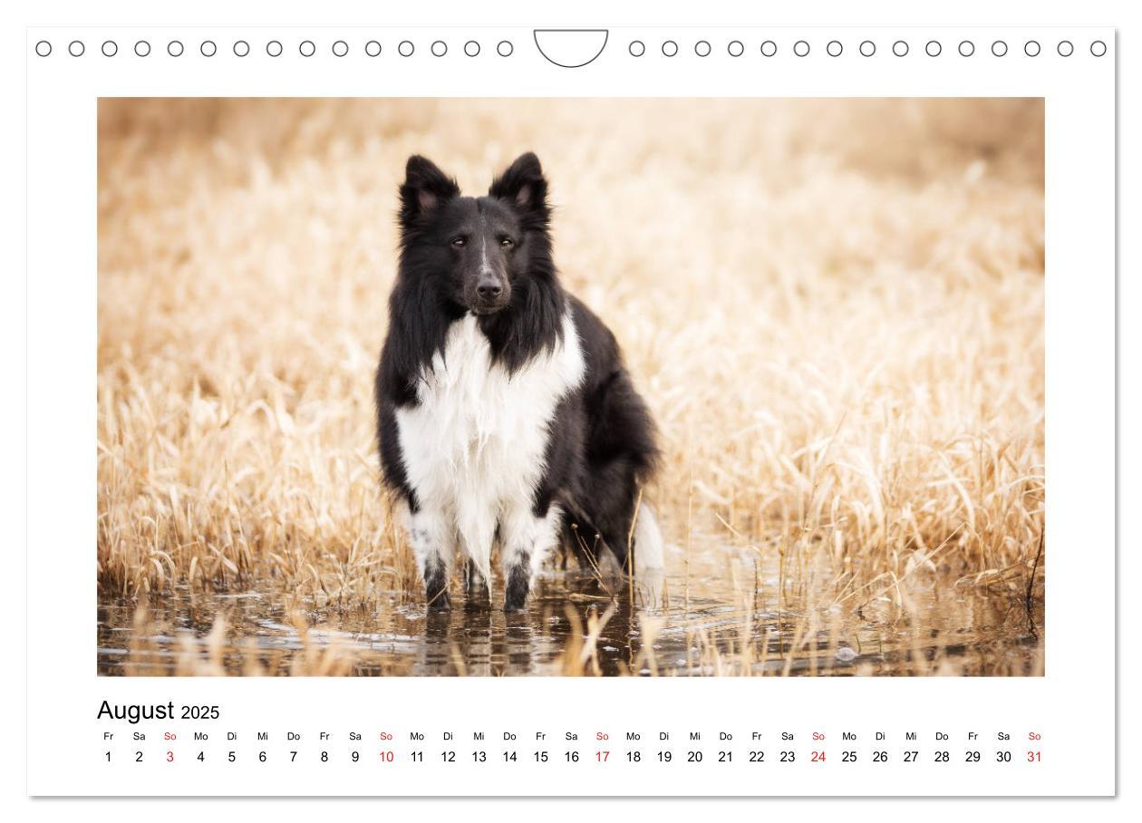 Bild: 9783435308309 | Herzensshelties - Shetland Sheepdogs (Wandkalender 2025 DIN A4...