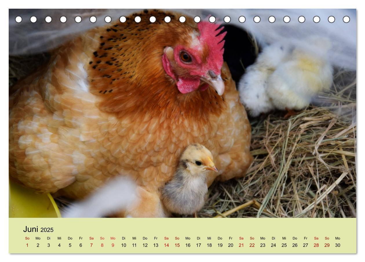 Bild: 9783435335893 | Vom Ei zum Huhn. Die Entwicklung von Küken (Tischkalender 2025 DIN...