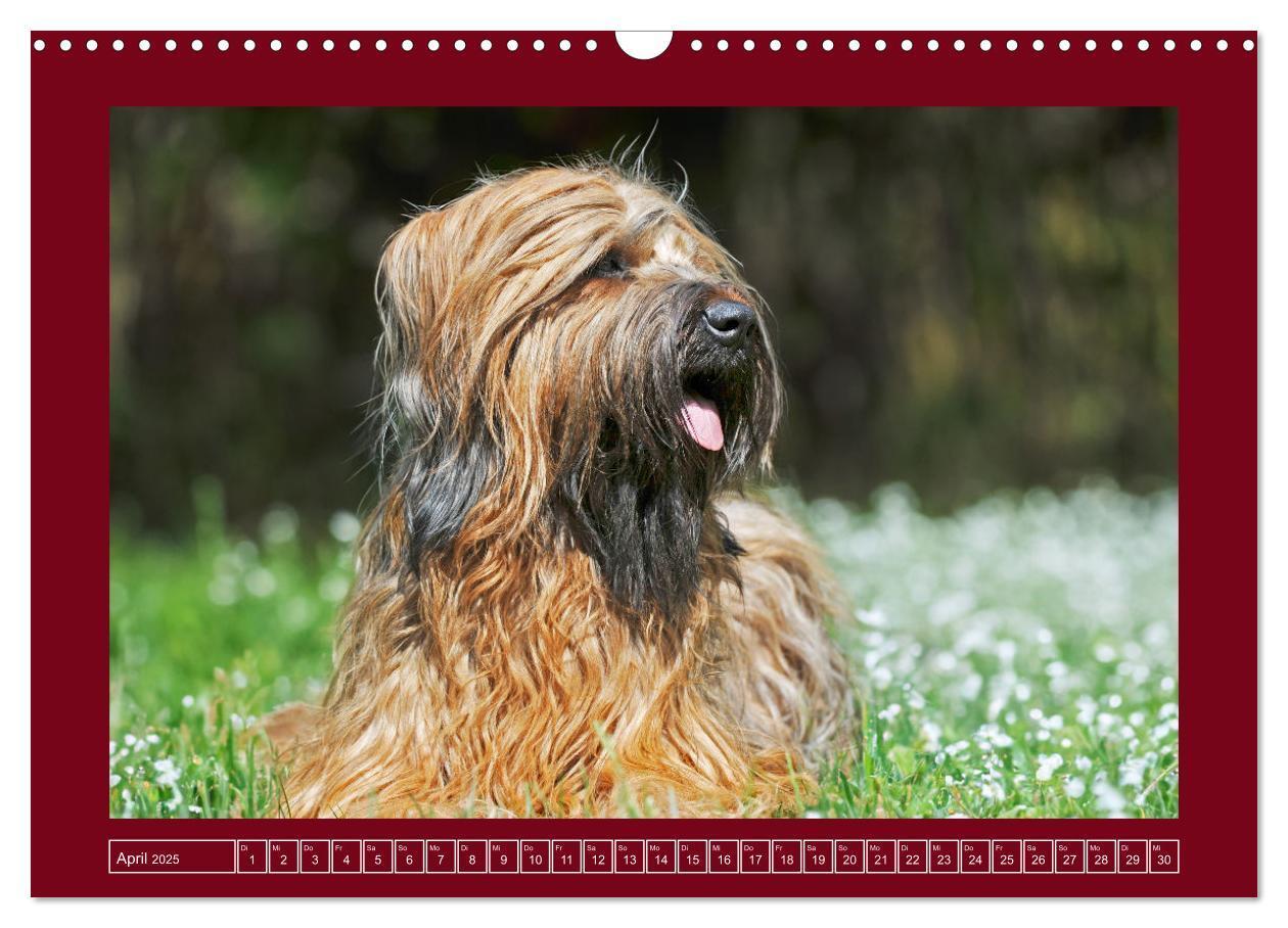 Bild: 9783457153079 | Herz auf vier Pfoten - Briard (Wandkalender 2025 DIN A3 quer),...