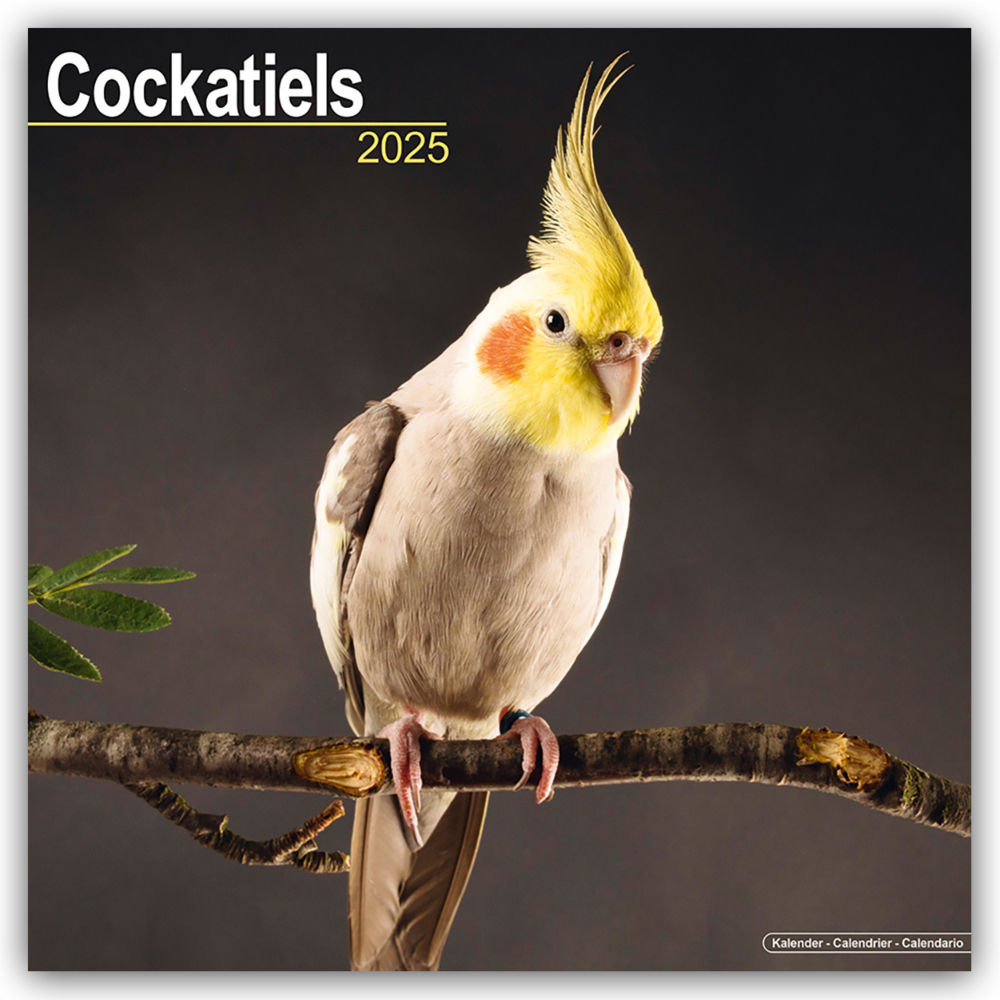 Cover: 9781804604144 | Cockatiels - Nymphensittiche 2025 - 16-Monatskalender | Ltd | Kalender