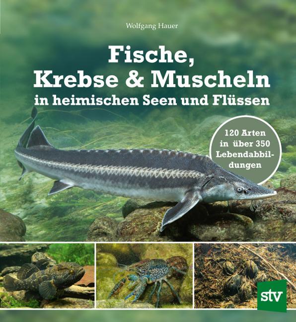 Cover: 9783702018979 | Fische, Krebse & Muscheln in heimischen Seen und Flüssen | Hauer