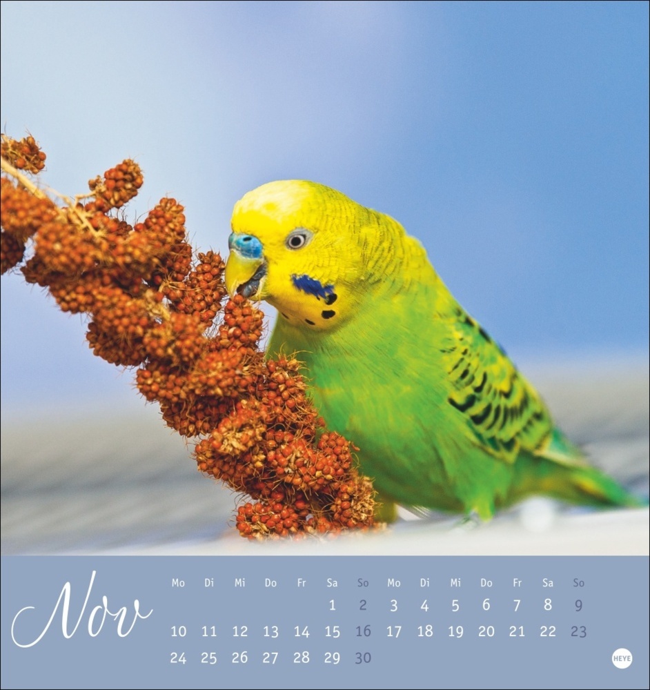 Bild: 9783756407095 | Freche Wellensittiche Postkartenkalender 2025 | Monika Wegler | 13 S.